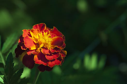 Macro shot of marigold flower, Tagetes erecta, view from above