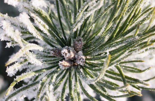 Pine-tree branch covered with frost on a sunny winter day