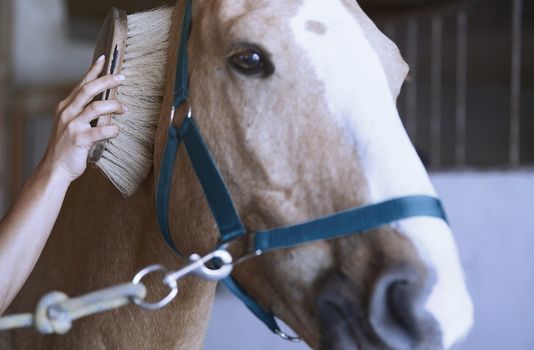 Woman grooming horse in stable