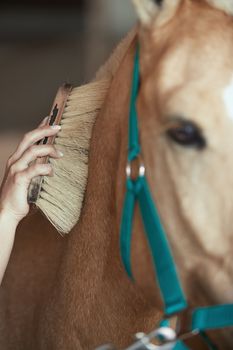 Woman grooming horse in stable