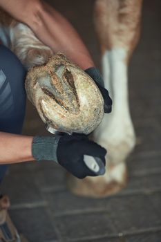 Man cleaning horse hoof