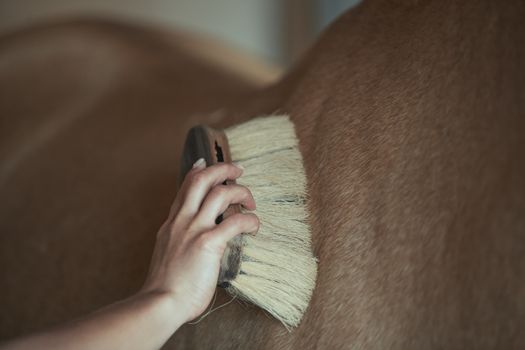 Woman grooming body of horse in stable