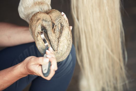 Man cleaning horse hoof