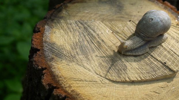 High quality video of snail on the tree stump in 4K.