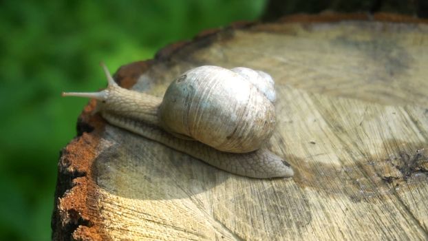 High quality video of snail on the tree stump in 4K.