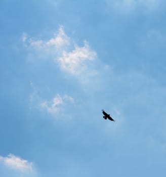 Common buzzard, bird of prey silhouetted in flight in the blue sky