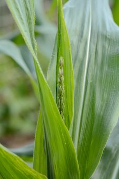 Immature tassel emerges from between large green leaves of a sweetcorn plant