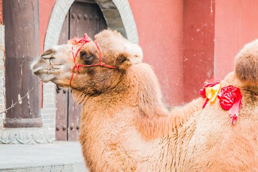 A pet camel waiting for the next paying customer who wants a ride.