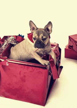 Cute pug dog, inside festive Christmas gift box to celebrate the season, on light background