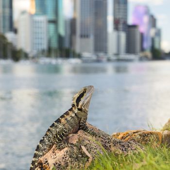 Water Dragon outside during the day in the late afternoon by the Brisbane river with the CBD skyscrapers in the background.