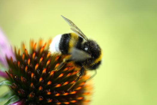 Close up Bumble Bee on yellow flower . Leaf-cutting bees.