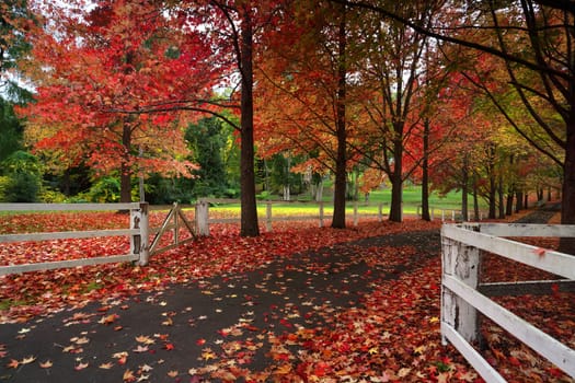 Beautiful rows of maple trees in Autumn