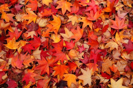 Myriad of rustic leaves in autumn colours, red, orange, amber, brown