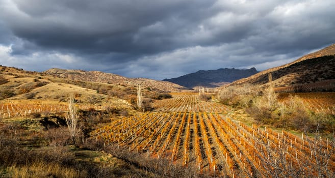 Vineyard on a background of mountains and sky