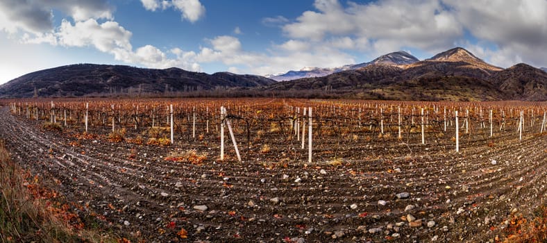 Vineyards. Autumn valley against the background of mountains and sky