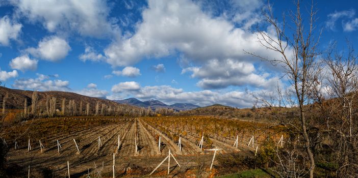 Vineyards. Autumn valley against the background of mountains and sky