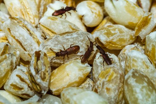 bugs in cereal insects crawling on the cereal