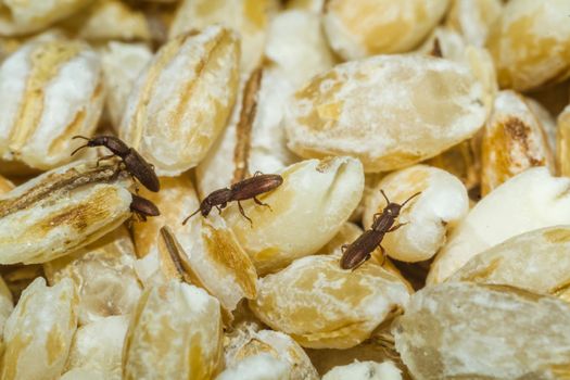 bugs in cereal insects crawling on the cereal