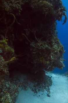 dark under water reef at over 80ft