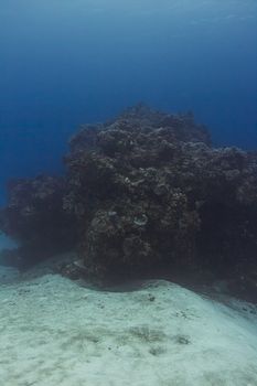 large outcrop of coral deep underwater