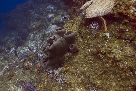 dark blue sponge in deep water coral reef