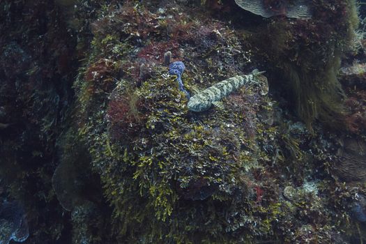 elongated fish resting on a coral reef