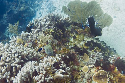Coral reef in the atlantic ocean