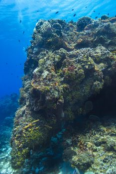 Large section of a coral reef of the shore of Cozumel
