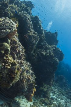 school of fish in a coral reef