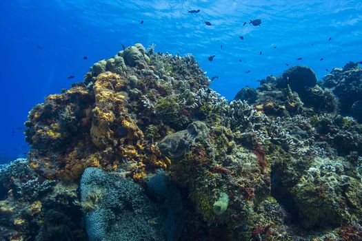 Large section of a colorful coral reef of the shore of Cozumel
