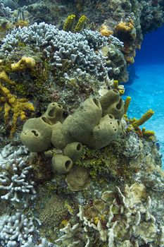 medium size tubulate sponge in a coral reef