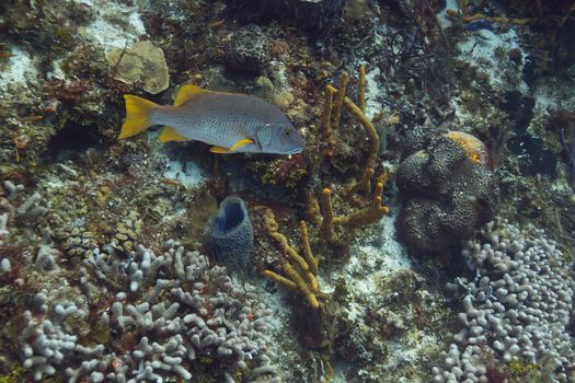Schoolmaster fish swimming in a reef