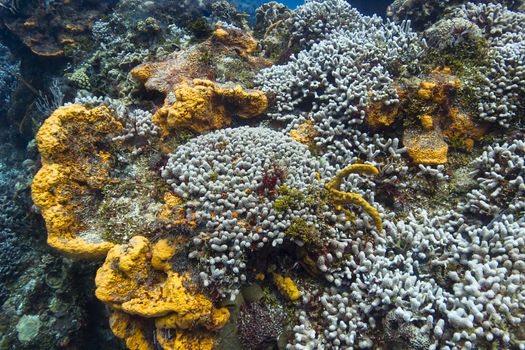 large reef of bleached coral among orange sponge