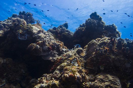 view from the bottom of a coral mountain with fish