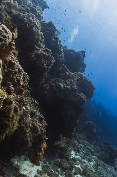 view from the bottom of a coral mountain with fish