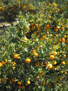 close up of famous jeju oranges