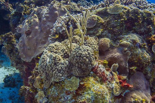 Large reef and a single fish in atlantic ocean