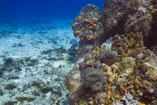 sea turtle swiming aways in a coral reef
