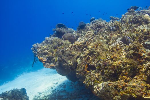 coral reef in caribbean ocean 