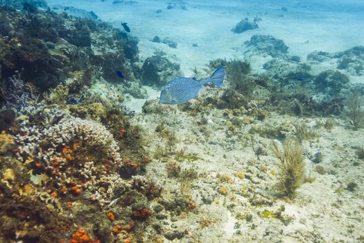 Honeycomb Cowfish swimming in a coral reef