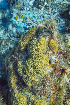 Yellow encrusting sponge on a coral rock
