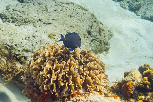 Large blue tang fish, swimming away, in a coral reef