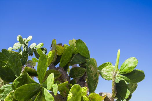 Close cut view of a Opuntia chlorotica cactus against a blue sky