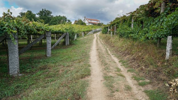 Pilgrim trail between Pontevedra and Caldas de Reis on the Camino de Santiago trail, Galicia, Spain