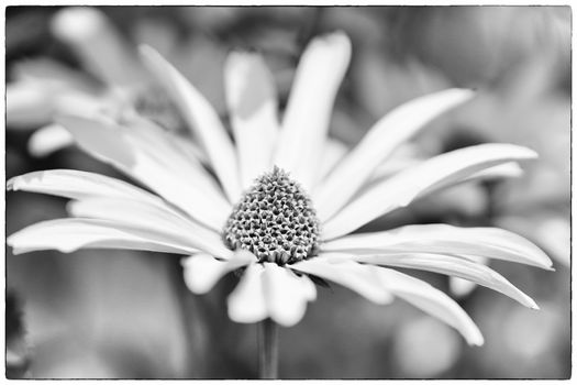 Evanescence shown by spent flowers