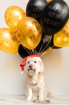 Pet in New Year cap with inflatable balls. Balloons happy new year. Merry Christmas greeting card. Year yellow dog. Colored balloon, Funny animal