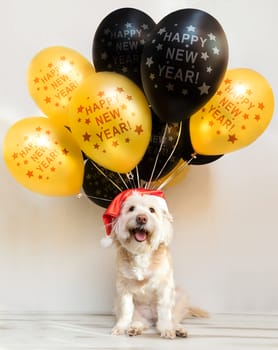 Pet in New Year cap with inflatable balls. Balloons happy new year. Merry Christmas greeting card. Year yellow dog. Colored balloon, Funny animal