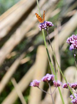 Comma butterfly sits on long stem of purple verbena flowers against blurred background of logs