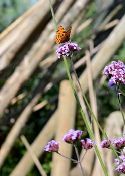 Profile of comma butterfly drinking nectar from small verbena flowers, against background of wooden poles