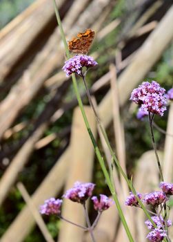 Comma butterfly stands with closed wings on purple verbena flowers. Identifying white mark on underside of wing is clearly visible